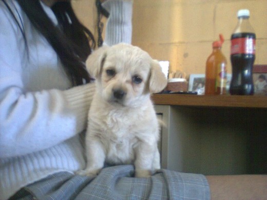 ella es la hija de mi perrita bombon la adoro me siento su abuelita